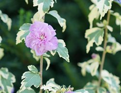 Sugar Tip Gold, Rose Of Sharon, Hibiscus Syriacus
Proven Winners
Sycamore, IL
