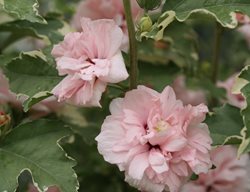 Sugar Tip Hibiscus, Hibiscus Syriacus
Proven Winners
Sycamore, IL
