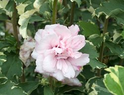 Sugar Tip, Rose Of Sharon, Hibiscus Syriacus
Alamy Stock Photo
Brooklyn, NY
