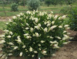 Sugartina Summersweet, Clethra Alnifolia
Proven Winners
Sycamore, IL