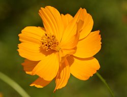 Sulphur Cosmos Bright Lights, Cosmos Sulphurus
Garden Design
Calimesa, CA