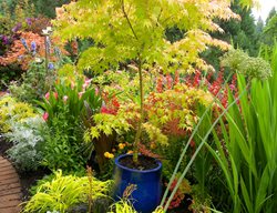 Summer Border, Border Plants
Garden Design
Calimesa, CA