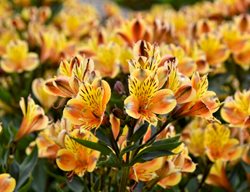 Summer Breeze Alstroemeria
Proven Winners
Sycamore, IL