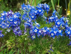 Summer Cloud Delphinium, Delphinium Grandiflorum, Blue Flowers
Proven Winners
Sycamore, IL
