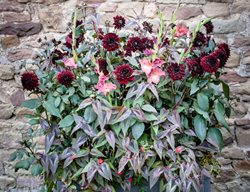 Summer Container Combination, Gladiolus, Dahlia, Cardinal Climber
Garden Design
Calimesa, CA