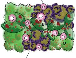 Summer Container Diagram, Plant Plan
Garden Design
Calimesa, CA