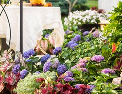 Summer Garden, Hydrangeas, Summer Party
Proven Winners
Sycamore, IL