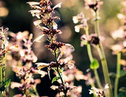 Summer Glow, Agastache, Apricot Flower
Garden Design
Calimesa, CA