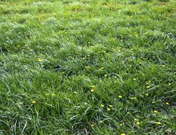 Summer Lawn Care
Garden Design
Calimesa, CA