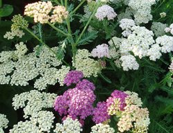 Summer Pastels, Achillea Plant
All-America Selections
Downers Grove, IL