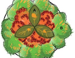 Summer Plant Combination, Planting Diagram
Garden Design
Calimesa, CA