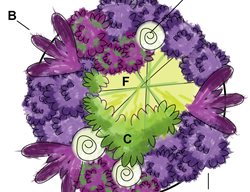 Summer Planting Plan, Plant Diagram
Garden Design
Calimesa, CA