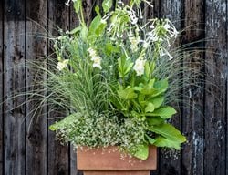 Summer Plants, Gladiolus, Euphorbia, Maidengrass
Garden Design
Calimesa, CA