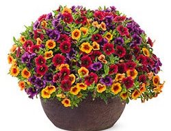 Summer Punch Flower Pillow
Proven Winners
Sycamore, IL