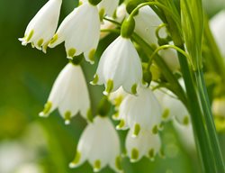 Summer Snowflake Flower, Leucojum Aestivum
Garden Design
Calimesa, CA