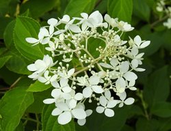 Summer Snowflake Viburnum, Viburnum Plicatum, Doublefile Viburnum 
Shutterstock.com
New York, NY