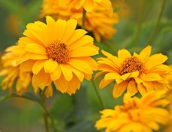 Summer Sun Heliopsis, False Sunflower, Sommersonne
Shutterstock.com
New York, NY