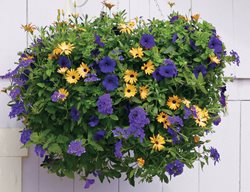 Summer Sunset Plant Recipe, Orange Symphony African Daisy, Royal Velvet Supertunia, Dark Blue Superbena
Proven Winners
Sycamore, IL