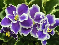 Summer Twilight African Violet, Purple And White African Violet
Shutterstock.com
New York, NY