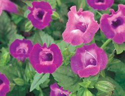 Summer Wave Large Amethyst, Wishbone Flower
Proven Winners
Sycamore, IL