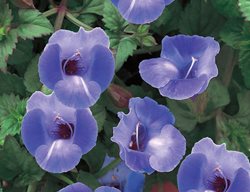 Summer Wave Large Blue Torenia, Wishbone Flower, Torenia Hybrid 
Proven Winners
Sycamore, IL