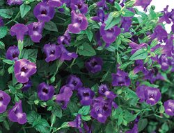 Summer Wave Large Violet Torenia
Proven Winners
Sycamore, IL