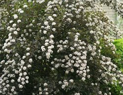 Summer Wine Ninebark, Flowering Shrub
Proven Winners
Sycamore, IL
