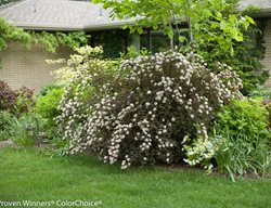 Summer Wine Ninebark, Ninebark Shrub
Proven Winners
Sycamore, IL