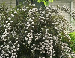 Summer Wine Ninebark, Physocarpus Opulifolius
Proven Winners
Sycamore, IL