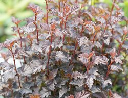 Summer Wine Ninebark, Physocarpus
Proven Winners
Sycamore, IL