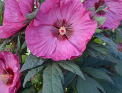 Summerific Berry Awesome Hibiscus, Hibisicus, Proven Winners
Proven Winners
Sycamore, IL