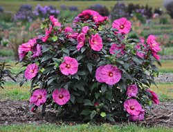 Summerific Berry Awesome Hibiscus, Pink Flower, Rose Mallow
Proven Winners
Sycamore, IL