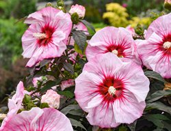 Summerific Cherry Choco Latte Hibiscus, Rose Mallow
Proven Winners
Sycamore, IL
