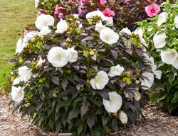 Summerific Cookies And Cream Hibiscus, Rose Mallow
Proven Winners
Sycamore, IL