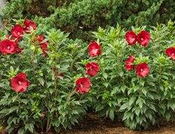 Summerific Cranberry Crush Hibiscus, Red Flowers, Rose Mallow
Proven Winners
Sycamore, IL