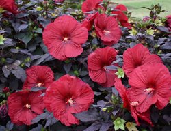 Summerific Hibiscus Holy Grail, Red Hibiscus Flower, Rose Mallow
Proven Winners
Sycamore, IL