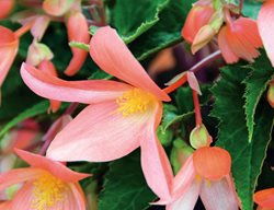 Summersings Apricot Begonia, Tuberous Begonia
Proven Winners
Sycamore, IL