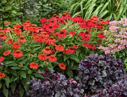 Summersong Firefinch Coneflower In Garden
Proven Winners
Sycamore, IL