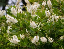Summersweet Bush, Clethra Alnifolia
Garden Design
Calimesa, CA
