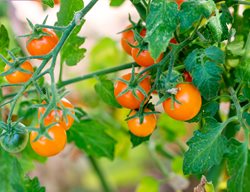 Sun Gold Tomatoes, Gold Tomatoes, Cherry Tomatoes
Shutterstock.com
New York, NY