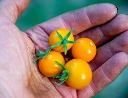 Sun Gold Tomatoes, Yellow Cherry Tomatoes
Garden Design
Calimesa, CA