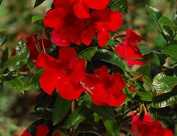 Sun Parasol Giant Red Emperor, Red Mandevilla
Proven Winners
Sycamore, IL