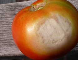 Sun Scald On Tomato
Missouri Botanical Garden
St. Louis, MO