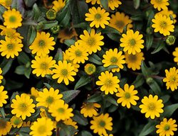 Sunbini, Shade Annuals, Creeping Zinnia, Sanvitalia Procumbens
Proven Winners
Sycamore, IL
