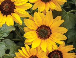 Suncredible Sunflower, Helianthus Annus, Annual Sunflower
Proven Winners
Sycamore, IL
