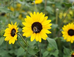 Suncredible Sunflower, Sunflower With Bee
Proven Winners
Sycamore, IL