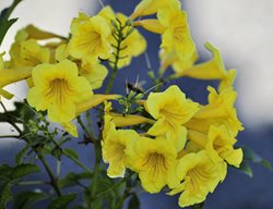 Sundance Tecoma, Tecoma Hybrid
Flickr
