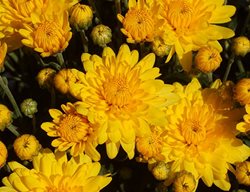 Sundance Yellow Garden Mum, Yellow Flower
Proven Winners
Sycamore, IL