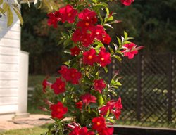 Sundenia Red Dipladenia, Red Flowering Vine
Proven Winners
Sycamore, IL
