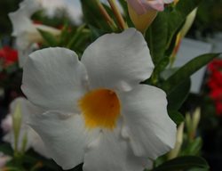 Sundenia White, Dipladenia Hybrid
Proven Winners
Sycamore, IL
